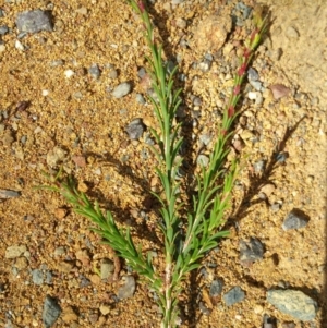 Melaleuca parvistaminea at Hackett, ACT - 6 Dec 2018 10:06 AM