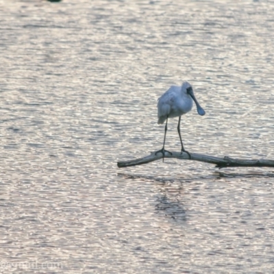 Platalea regia (Royal Spoonbill) at Fyshwick, ACT - 5 Dec 2018 by frostydog