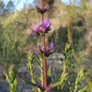 Lythrum salicaria at Tharwa, ACT - 1 Dec 2018 07:47 PM