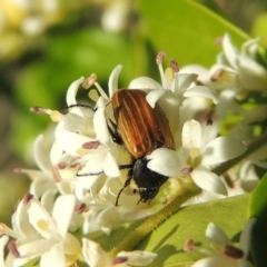 Phyllotocus rufipennis (Nectar scarab) at Tennent, ACT - 1 Dec 2018 by michaelb