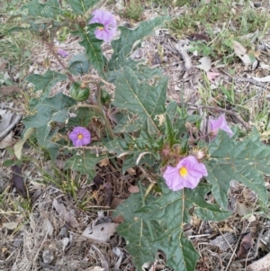 Solanum cinereum at Googong, NSW - 5 Dec 2018 03:59 PM