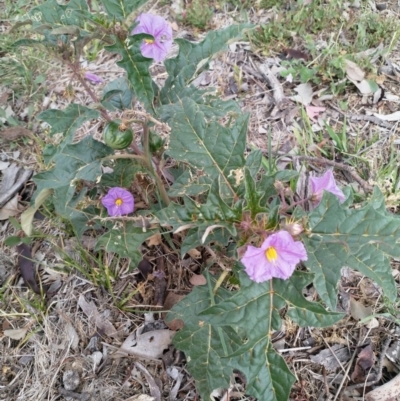 Solanum cinereum (Narrawa Burr) at Googong Foreshore - 5 Dec 2018 by EmmaCook