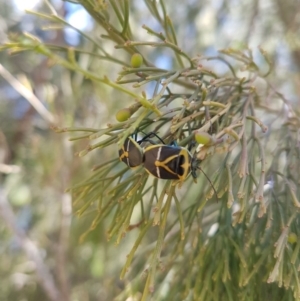 Commius elegans at Wamboin, NSW - 19 Oct 2018