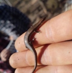 Lampropholis delicata (Delicate Skink) at Wamboin, NSW - 26 Oct 2018 by jamiebarney