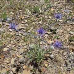 Eryngium ovinum at Dunlop, ACT - 6 Dec 2018