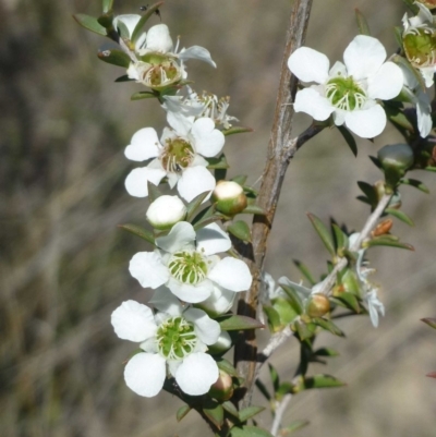 Leptospermum continentale (Prickly Teatree) at Hackett, ACT - 6 Dec 2018 by RWPurdie