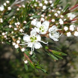 Kunzea ericoides at Hackett, ACT - 6 Dec 2018 12:00 AM