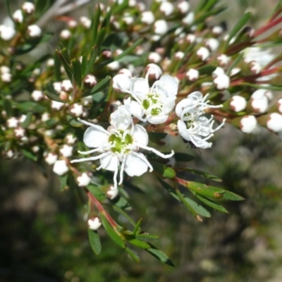 Kunzea ericoides (Burgan) at Hackett, ACT - 5 Dec 2018 by RWPurdie