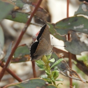 Paralucia pyrodiscus at Kambah, ACT - 2 Dec 2018