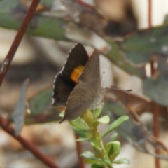 Paralucia pyrodiscus at Kambah, ACT - 2 Dec 2018