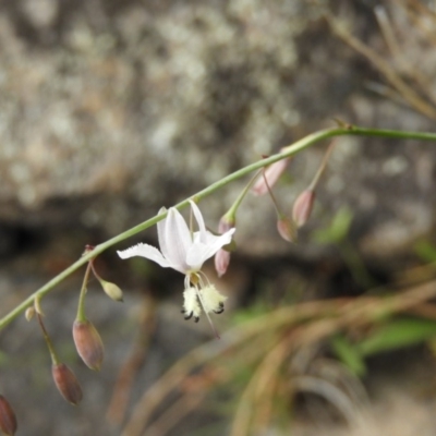 Arthropodium milleflorum (Vanilla Lily) at Mount Taylor - 4 Dec 2018 by MatthewFrawley