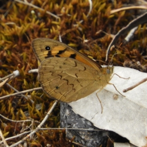 Heteronympha merope at Kambah, ACT - 4 Dec 2018