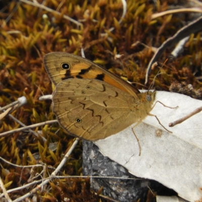 Heteronympha merope (Common Brown Butterfly) at Mount Taylor - 4 Dec 2018 by MatthewFrawley