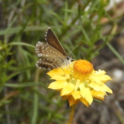 Neolucia agricola (Fringed Heath-blue) at Mount Taylor - 4 Dec 2018 by MatthewFrawley