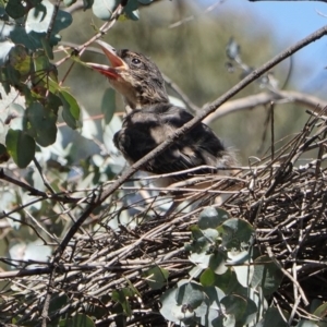 Cracticus torquatus at Hughes, ACT - 6 Dec 2018