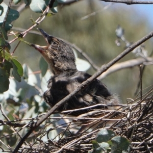 Cracticus torquatus at Hughes, ACT - 6 Dec 2018