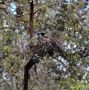 Cracticus torquatus at Hughes, ACT - 6 Dec 2018