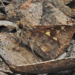 Trapezites phigalioides at Cotter River, ACT - 5 Dec 2018