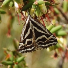 Dichromodes confluaria (Ceremonial Heath Moth) at Cotter River, ACT - 5 Dec 2018 by JohnBundock