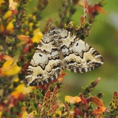 Chrysolarentia rhynchota (Rhynchota Carpet) at Bimberi Nature Reserve - 5 Dec 2018 by JohnBundock