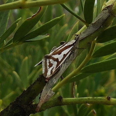 Orthiastis hyperocha (A Concealer Moth) at Cotter River, ACT - 5 Dec 2018 by JohnBundock