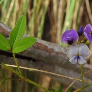 Glycine microphylla at Cotter River, ACT - 5 Dec 2018