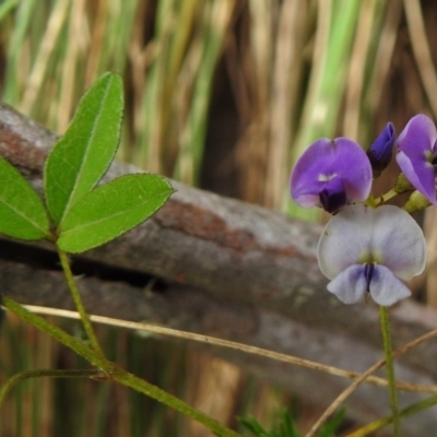 Glycine microphylla (Small-leaf Glycine) at Cotter River, ACT - 5 Dec 2018 by JohnBundock