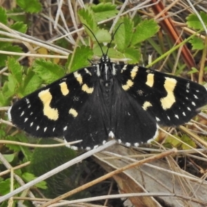 Phalaenoides tristifica at Brindabella, ACT - 5 Dec 2018