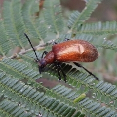 Ecnolagria grandis (Honeybrown beetle) at Coree, ACT - 4 Dec 2018 by JohnBundock