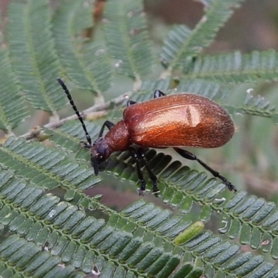 Ecnolagria grandis (Honeybrown beetle) at Lower Cotter Catchment - 4 Dec 2018 by JohnBundock