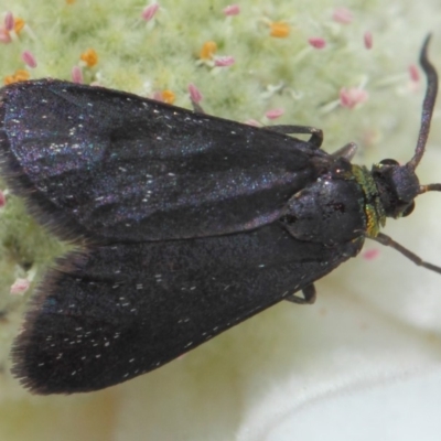 Pollanisus cyanota (A Forester moth (Procidinae)) at ANBG - 30 Nov 2018 by TimL