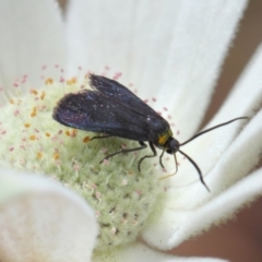 Pollanisus cyanota at ANBG - 30 Nov 2018 01:24 PM