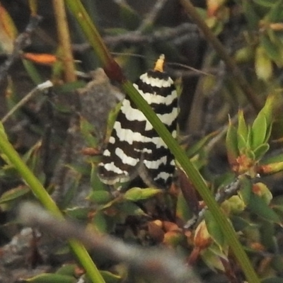 Technitis amoenana (A tortrix or leafroller moth) at Cotter River, ACT - 5 Dec 2018 by JohnBundock