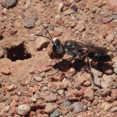 Sphex sp. (genus) (Unidentified Sphex digger wasp) at Fyshwick, ACT - 6 Dec 2018 by Christine