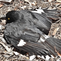 Strepera graculina (Pied Currawong) at Forde, ACT - 6 Dec 2018 by JohnBundock