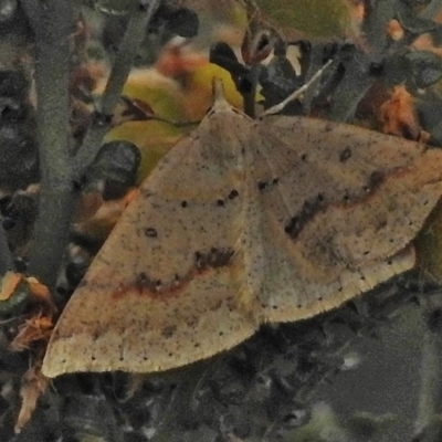 Taxeotis stereospila (Oval-spot Taxeotis (Oenochrominae) at Cotter River, ACT - 5 Dec 2018 by JohnBundock