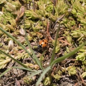 Hippodamia variegata at Michelago, NSW - 3 Dec 2018