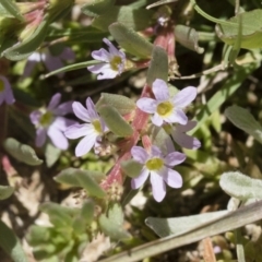 Lythrum hyssopifolia (Small Loosestrife) at Michelago, NSW - 3 Dec 2018 by Illilanga