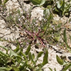 Lythrum hyssopifolia at Illilanga & Baroona - 3 Dec 2018 12:26 PM