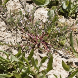 Lythrum hyssopifolia at Illilanga & Baroona - 3 Dec 2018 12:26 PM