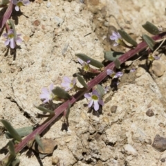 Lythrum hyssopifolia at Illilanga & Baroona - 3 Dec 2018 12:26 PM