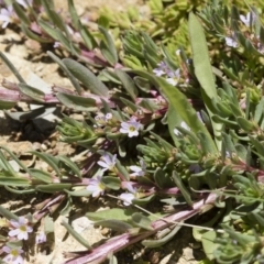 Lythrum hyssopifolia at Illilanga & Baroona - 3 Dec 2018 12:26 PM