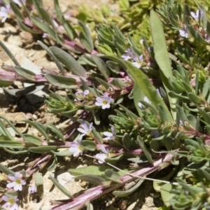Lythrum hyssopifolia at Illilanga & Baroona - 3 Dec 2018 12:26 PM