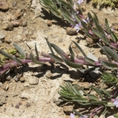 Lythrum hyssopifolia at Illilanga & Baroona - 3 Dec 2018