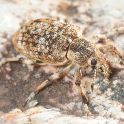 Rhinaria sp. (genus) (Unidentified Rhinaria weevil) at Paddys River, ACT - 3 Dec 2018 by Harrisi