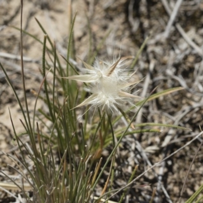 Rytidosperma carphoides (Short Wallaby Grass) at Michelago, NSW - 3 Dec 2018 by Illilanga