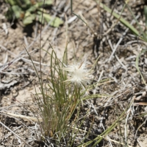 Rytidosperma carphoides at Michelago, NSW - 3 Dec 2018 01:22 PM