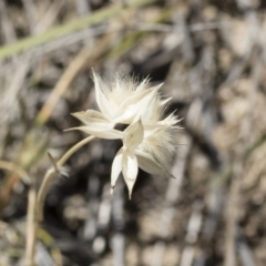 Rytidosperma carphoides at Michelago, NSW - 3 Dec 2018 01:22 PM