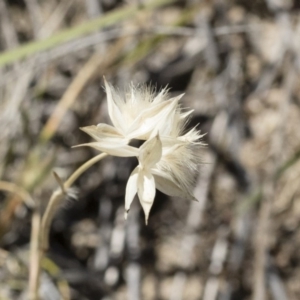 Rytidosperma carphoides at Michelago, NSW - 3 Dec 2018 01:22 PM