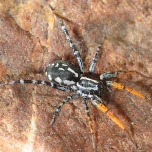 Nyssus coloripes at Paddys River, ACT - 3 Dec 2018 02:32 PM